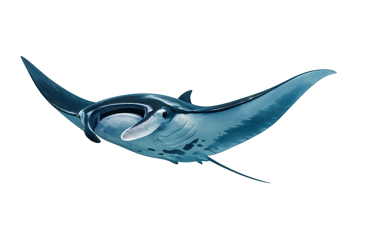 Manta Ray